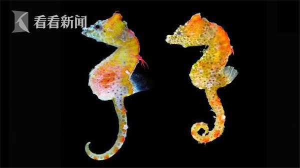 大江湖之苍龙与白鸟开局身世怎么选择