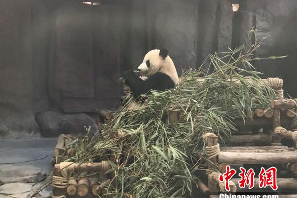 吸血鬼崛起熊形态有什么特点